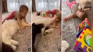 ¡Canino al rescate! Gatito empuja a un bebé y su perro mascota llega para consolarlo