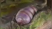 Descubren al primer ancestro de los humanos y los demás animales conocidos