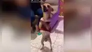 Perro protagoniza tierna escena en reunión familiar de Navidad