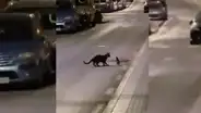 Rata protagoniza insólita pelea con un gato que estaba a punto de cazarla [VIDEO]