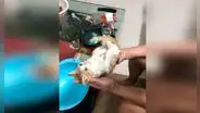 Padre enseña a su hijo a cómo bañar un recién nacido junto con su gato
