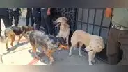 Rescataron a reciclador y sus 8 perritos de un incendio en Tacna