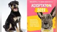 ¿Buscas mascotas? Ven al Adoptatón 2022 y dale un hogar a más de 50 animalitos rescatados de la calle