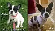 Joven adquiere perrito de raza bulldog francés, pero cuando crece se da cuenta que fue estafada