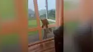Ayuda a unos zorros huérfanos y estos se vuelven en ‘mejores amigos’