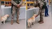 Perro callejero se encariña con soldado que hacía sus rondas y lo sigue a todos lados [VIDEO]   