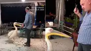 Pelícano entra a restaurante y le ‘exige’ al dueño del local un poco de comida [VIDEO]