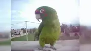 Loro adora escuchar huayno y comienza a cantar y bailar cuando oye su canción favorita [VIDEO]