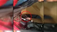 Escuchan extraño ruido en su auto, lo revisan y encuentran un pequeño gato atrapado en el motor [VIDEO]