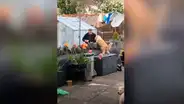 Perro se hace el ‘mejor amigo’ de anciano y ambos protagonizan tierna escena en cuarentena [VIDEO]