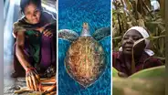 WWF: ¿qué es, cuál es su historia y cómo trabaja para proteger la naturaleza en el mundo?