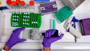 Descubren un anticuerpo que bloquea la infección de la COVID-19 en las células