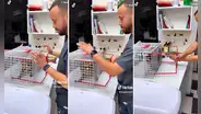 Veterinario encuentra la forma perfecta para vacunar a un gato sin resultar lastimado