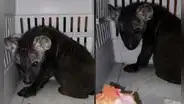 Joven se compra un perrito de raza pastor belga, pero le entregan una hiena en vez de un cachorro