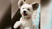 Goma, la perrita con unas peculiares orejas que comparan con las de Mickey Mouse [FOTOS]
