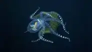 Captan a sorprendente pulpo de cristal en el Océano Pacífico