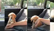 Perro no quiere que su dueño deje de acariciarlo y ‘pide’ que lo siga haciendo con graciosa conducta [VIDEO]