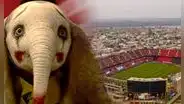¿Por qué el estadio Cementerio de los Elefantes se llama así si ninguno murió allí?