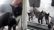 Mujer regala comida a gata callejera y felina retorna con toda su familia [FOTOS]