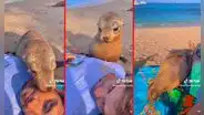 Lobo marino cariñoso sale a la orilla y se acurruca en un bañista: “Hoy conocí la envidia”
