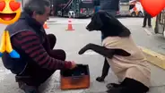 Perro callejero se acerca a lustrabotas y le ‘pide’ que le limpie sus patitas [VIDEO]