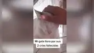 Captan a una gata llorando tras perder a sus dos crías