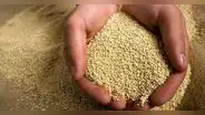 Con multitudinario pago a la tierra, Puno inicia cultivo de más 2.000 hectáreas de quinua