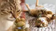 ¿Sabías que las aceitunas hacen feliz a los gatos y tiene un efecto similar al catnip?