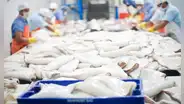 SNI: Industria pesquera no realizará exportaciones a China y Asia por Coronavirus