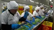 Empleo formal privado creció en 4,2% en octubre, según el BCR