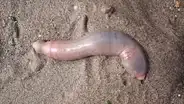 “Peces pene” invaden playa de California y desconciertan a bañistas por su extraña forma [VIDEO]