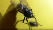 Facebook: Mosca 'zombie' vive sin cabeza y tiene inesperada reacción al encontrarla [VIDEO]