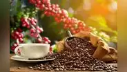 Un total de 13 variedades de cafés peruanos son premiados en concurso internacional europeo