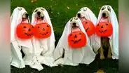Halloween: 15 disfraces que puede usar tu mascota en ‘Noche de brujas’ [FOTOS]