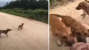 Halla a perros callejeros en desolada vía y los lleva a su casa para adoptarlos [VIDEO]
