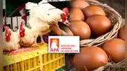 Asociación Peruana de Avicultura sobre gripe aviar: “No pone en riesgo el consumo de huevos y pollo”