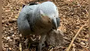 Zoológico saca de exhibición a loros por exclamar groserías a quienes iban a visitarlos [FOTOS]
