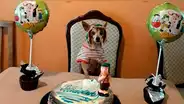 Facebook: cachorro celebra su cumpleaños disfrazado del 'Chavo del 8' y provoca diversas reacciones [FOTOS]