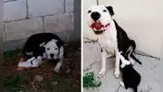 Perrita perdió a sus crías y su dueño adopta un cachorro para que esta deje de estar triste [FOTOS]