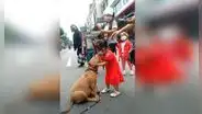 Niña conoce a un perro en la calle y se aferra a él para quedarse a su lado