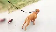 Chico adopta a perro callejero, lo saca a pasear por primera vez y este tiene emotiva reacción [VIDEO] 