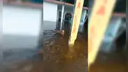 Perrito abandonado aún espera a sus dueños en casa inundada por las lluvias 