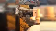 Joven capta a su perro moviendo su cabeza de forma curiosa al ritmo de hip hop [VIDEO] 