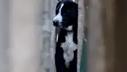 Perro queda atrapado entre dos paredes al huir de los ruidos de un desfile