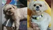 Barranco: buscan a mascota que dejaron escapar en veterinaria