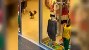 Travieso gato roba pelota de tienda y salta de la emoción con su nuevo juguete [VIDEO]
