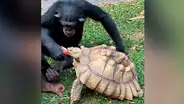 Chimpancé se solidariza con hambrienta tortuga y comparte su comida con ella [VIDEO]