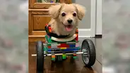 Niño fabrica silla de ruedas con piezas de LEGO para ayudar a un perro con discapacidad [VIDEO] 