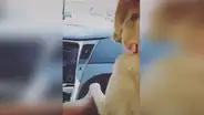 Perro pasea en auto con su dueño y le ‘pide’ que lo tome de su pata mientras maneja [VIDEO]