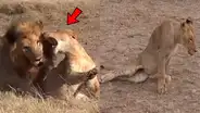 YouTube viral: León ‘macho alfa’ destruye columna de aprendiz que intentó quitarse su presa [VIDEO] 